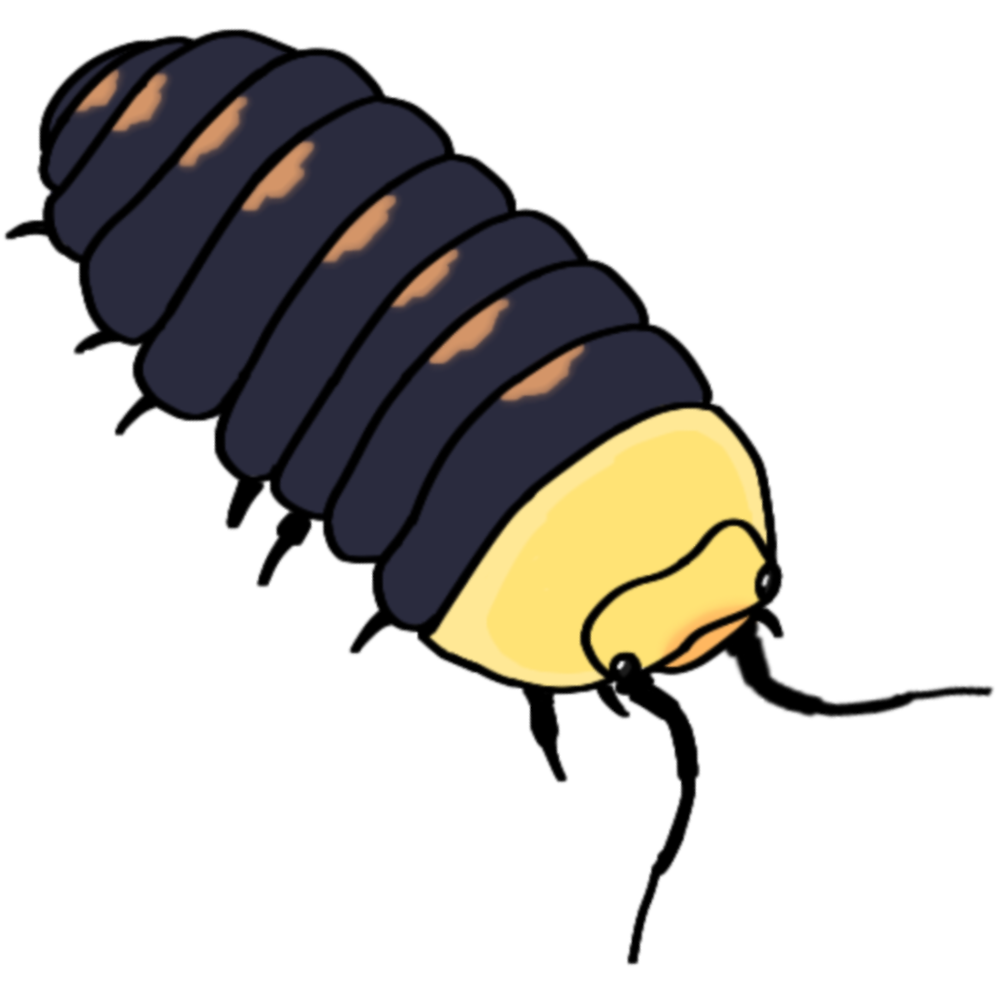 A rubber ducky pill bug from a partial top view facing to the right.